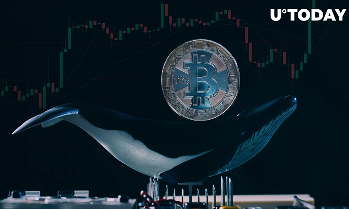 نهنگ بیت کوین پس از سال ها "Hodling" نود و پنج میلیون دلار سود به دست آورد