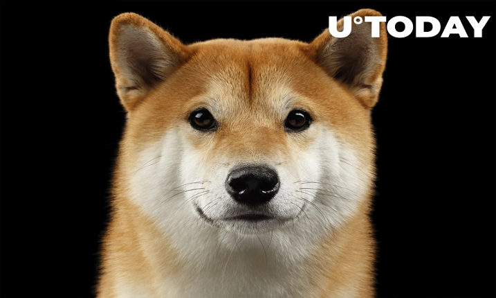  بنیاد Dogecoin توسعه دهنده وب استخدام می کند