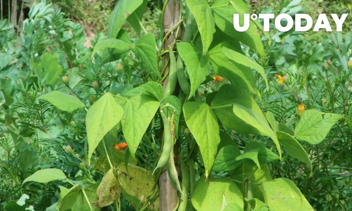 استیبل کوین (Beanstalk (BEAN به صفر می رسد